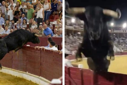 Toro de 508 kilos salta la barrera y casi impacta de frente