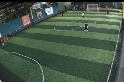 Toro irrumpe en partido de fútbol y jugadores huyen para esquivarlo