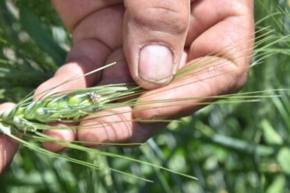 Trichoderma y Bacillus buscan recuperar suelos agrícolas de Guanajuato