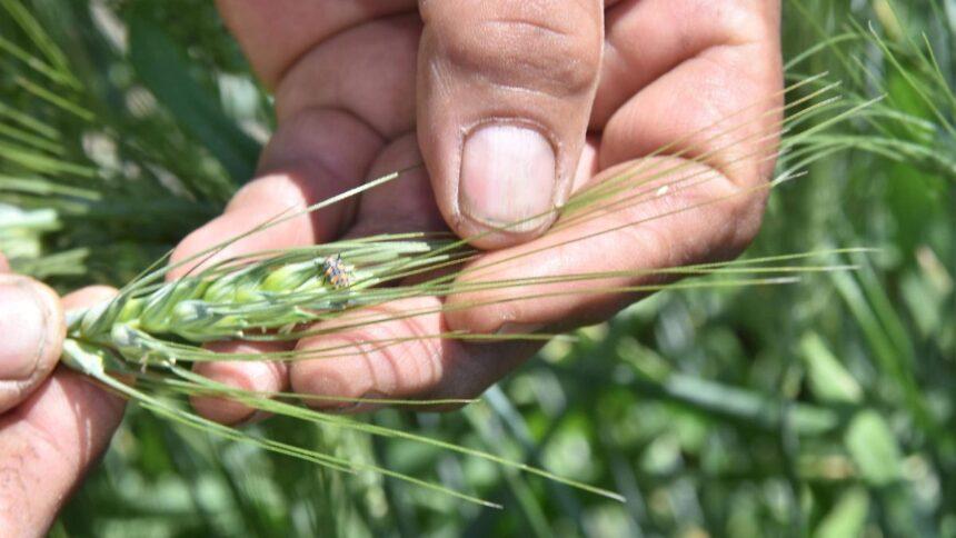 Trichoderma y Bacillus buscan recuperar suelos agrícolas de Guanajuato