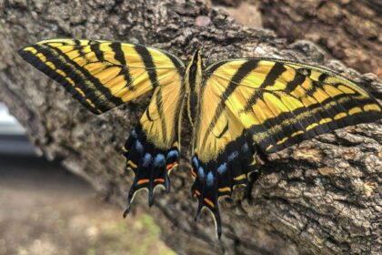 Xochiquetzal, la mariposa mexicana de alas amarillas