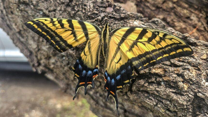 Xochiquetzal, la mariposa mexicana de alas amarillas