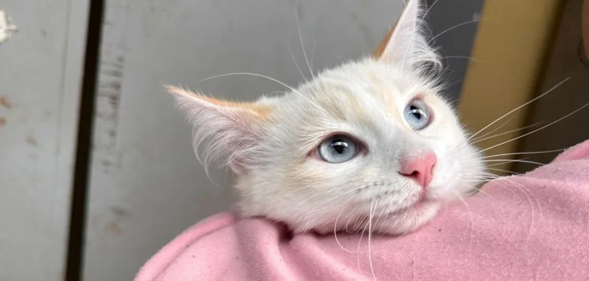 Aguascalientes continúa con las Jornadas del Veterinario Móvil