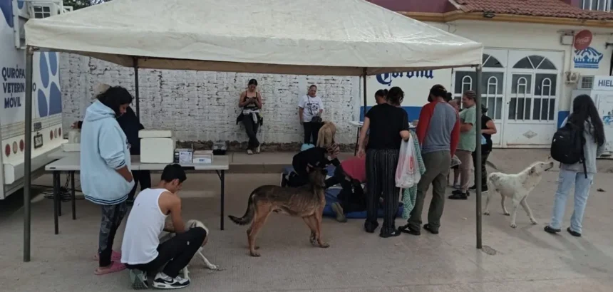 Aguascalientes impulsa la esterilización responsable de mascotas