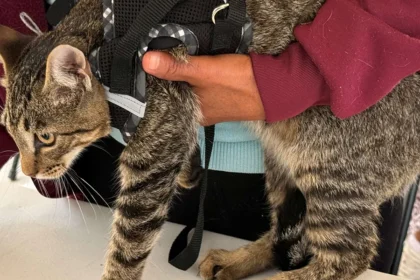 Aguascalientes ofrece esterilización gratuita para mascotas