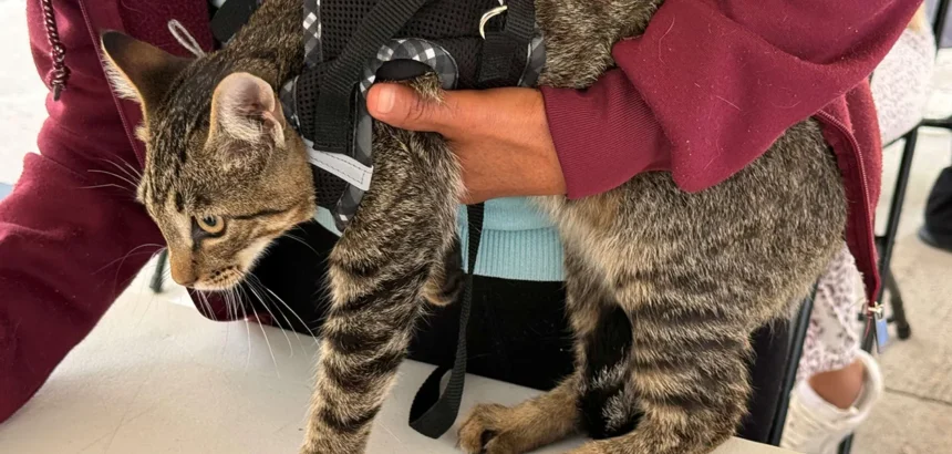 Aguascalientes ofrece esterilización gratuita para mascotas