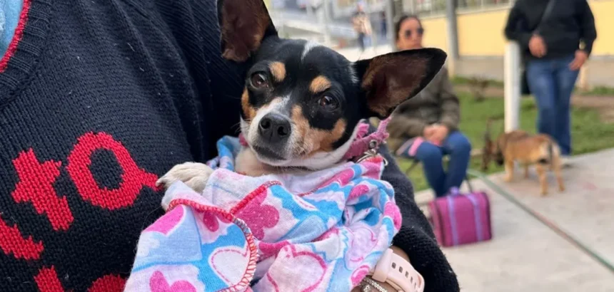 Aguascalientes ofrece salud animal gratuita