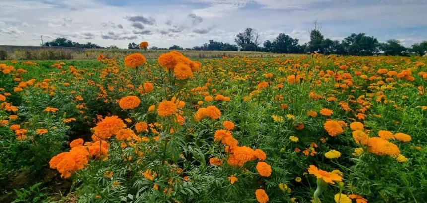 Aguascalientes y la tradición del cempasúchil del campo