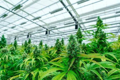 Aseguran invernadero clandestino de marihuana e incautan máquina empacadora en Mazatlán