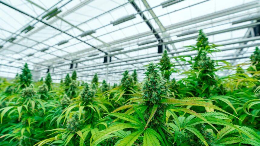Aseguran invernadero clandestino de marihuana e incautan máquina empacadora en Mazatlán
