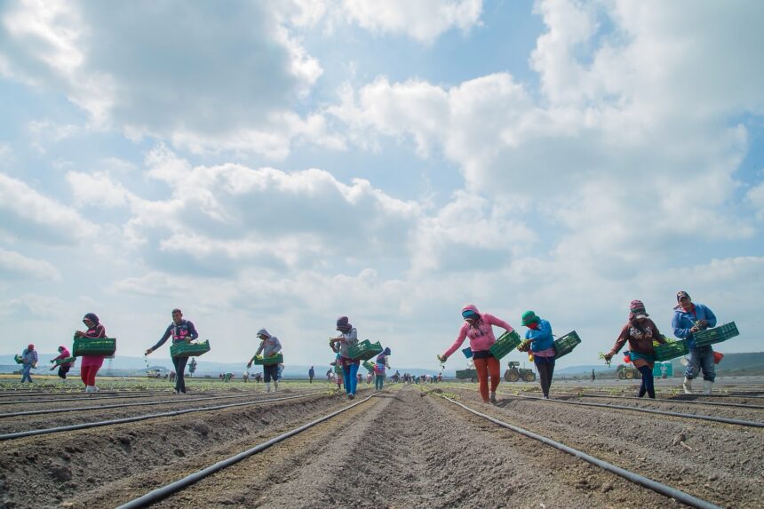 Campo de Guanajuato crece 5% en primer semestre de 2026