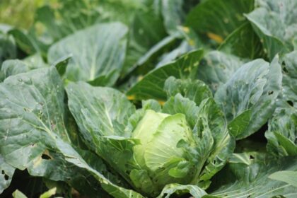 Cofepris descarta que lechugas mexicanas causaran brotes de salmonela y cyclospora