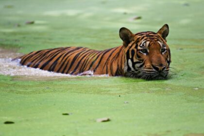 Hombre muere tras ser atacado por un tigre en zoológico de Londres