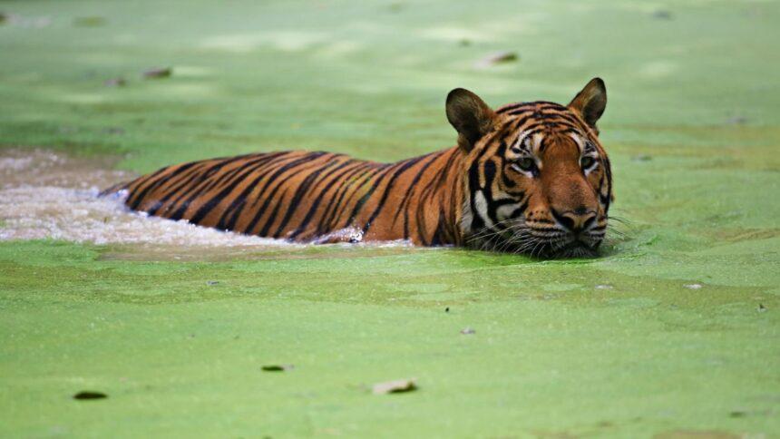 Hombre muere tras ser atacado por un tigre en zoológico de Londres