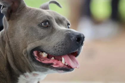 Jardín de San Marcos será pet friendly este sábado