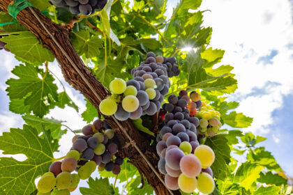 Las uvas que definen el vino mexicano: variedades clave y sus secretos