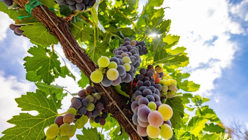Las uvas que definen el vino mexicano: variedades clave y sus secretos