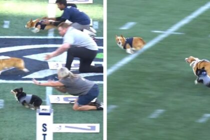 Perrito arranca último, gana y voltea a rivales en casa de Seahawks