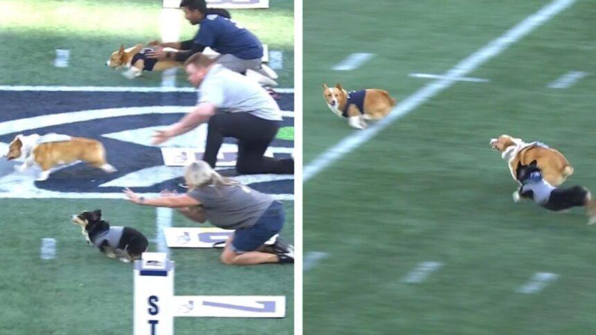 Perrito arranca último, gana y voltea a rivales en casa de Seahawks