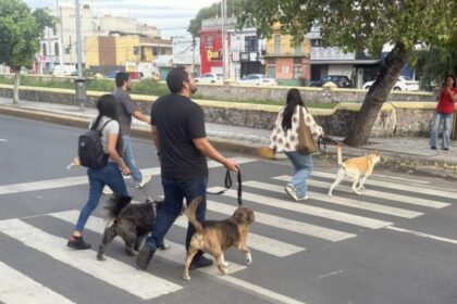 Querétaro: Caminata del Recuerdo reúne a familias