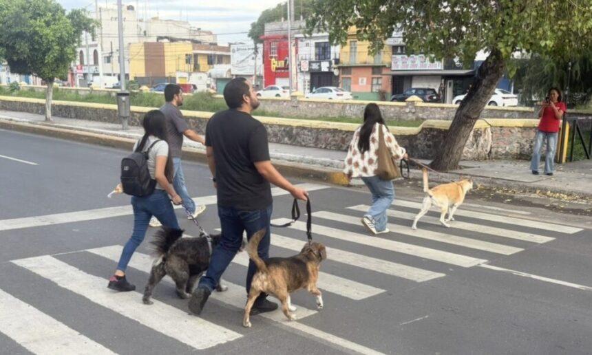 Querétaro: Caminata del Recuerdo reúne a familias