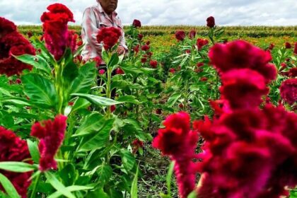 salamanca juan puente cultiva cempasuchil desde hace 60 anos Salamanca: Juan Puente cultiva cempasúchil desde hace 60 años